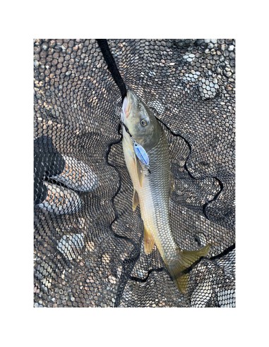 PALMS SLOW BLATT CAST OVAL 5,5 CM 15...