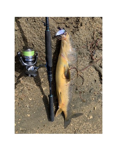 PALMS SLOW BLATT CAST OVAL 5,5 CM 15...