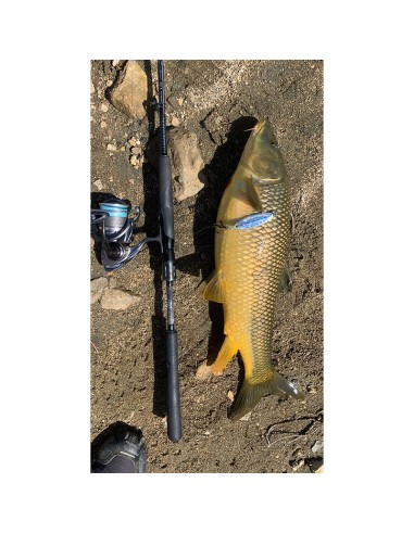 PALMS SLOW BLATT CAST OVAL 5.5 CM 15...