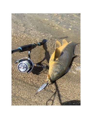 PALMS SLOW BLATT CAST OVAL 5.5 CM 15...